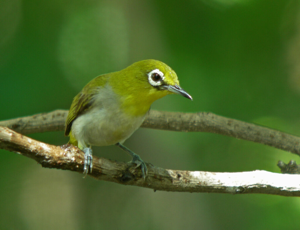 Zostérops oriental, identification