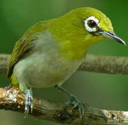 Indian White-eye