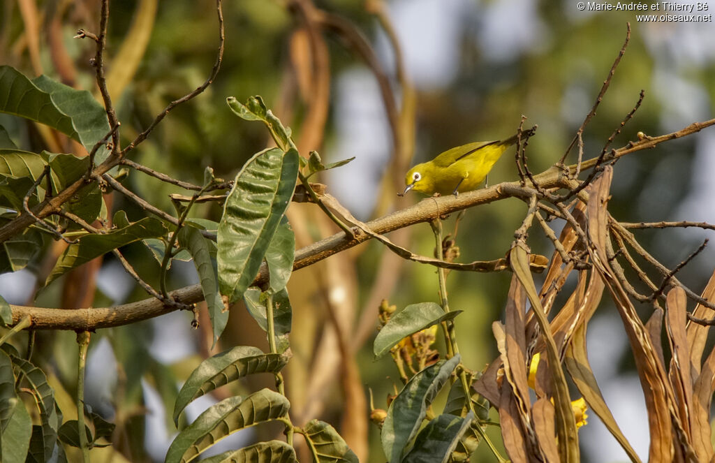 Green White-eye