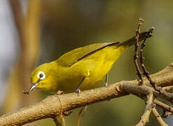 Green White-eye