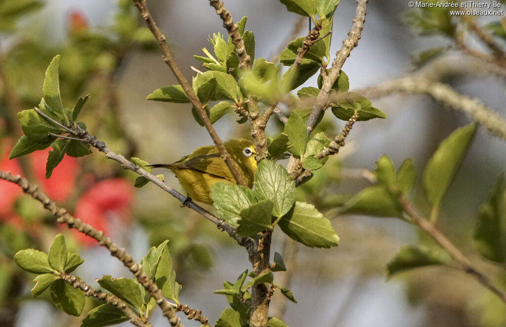 Green White-eye