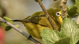 Green White-eye