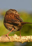 Dunnock