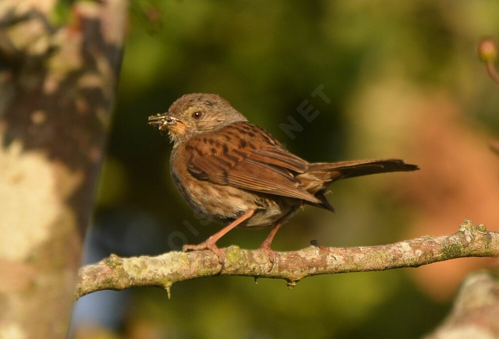 Dunnock