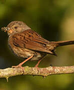 Dunnock