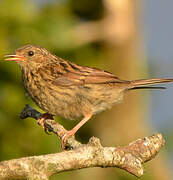 Dunnock