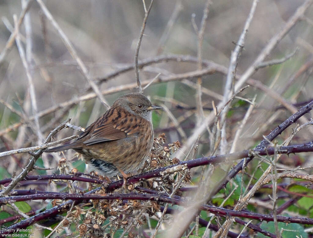 Dunnockadult, habitat, pigmentation