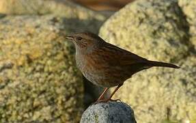 Dunnock