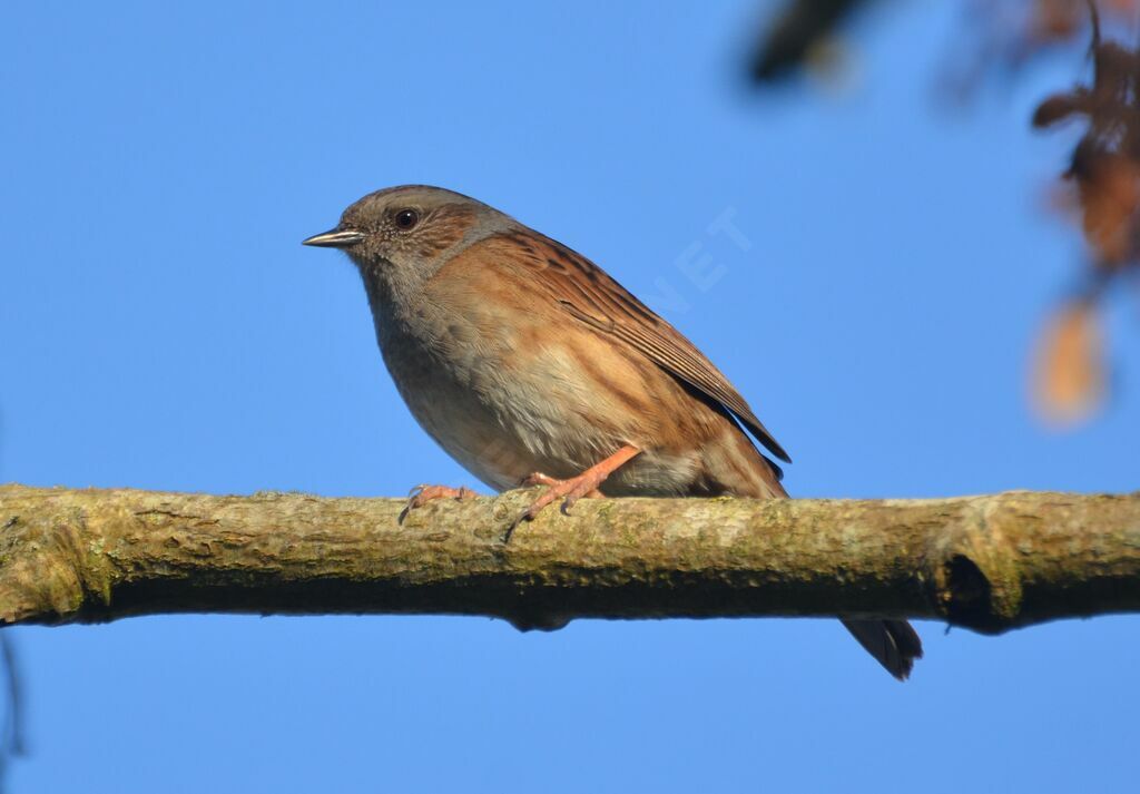 Dunnockadult, identification