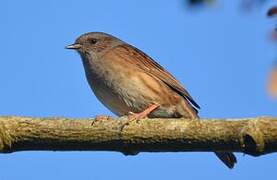 Dunnock