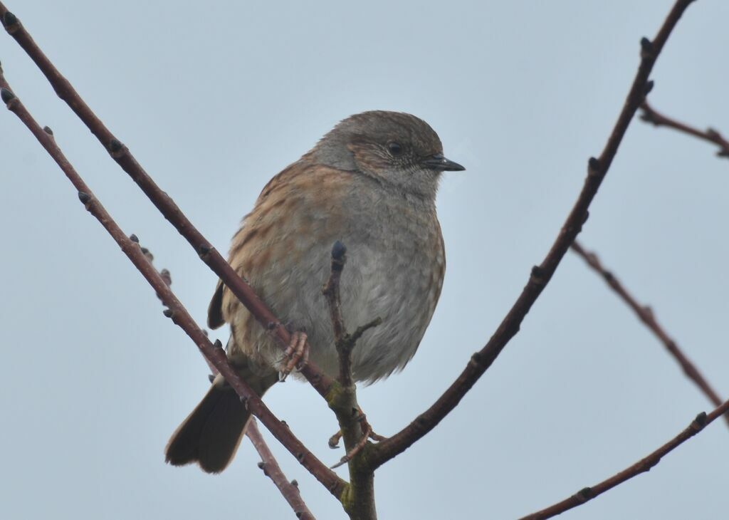 Accenteur mouchetadulte, identification