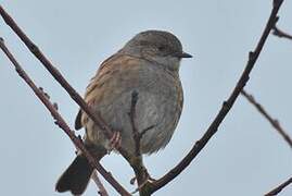 Dunnock