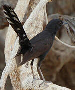 Black Scrub Robin