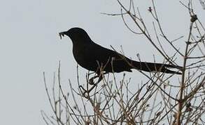 Black Scrub Robin