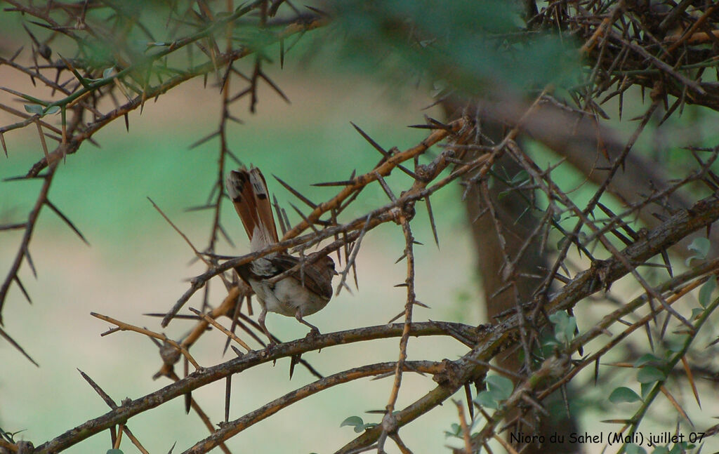 Rufous-tailed Scrub Robinadult