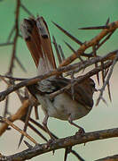 Rufous-tailed Scrub Robin