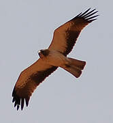 Booted Eagle