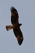 Booted Eagle