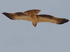 Booted Eagle