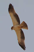 Booted Eagle