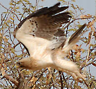 Booted Eagle