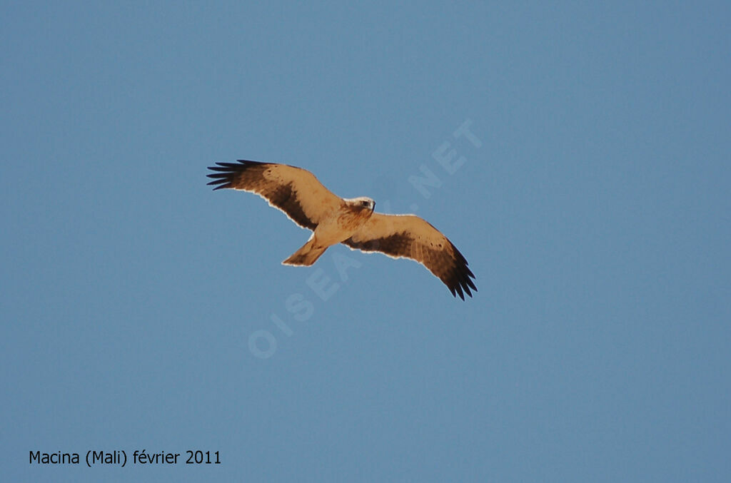 Booted Eagle, Flight