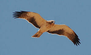 Booted Eagle