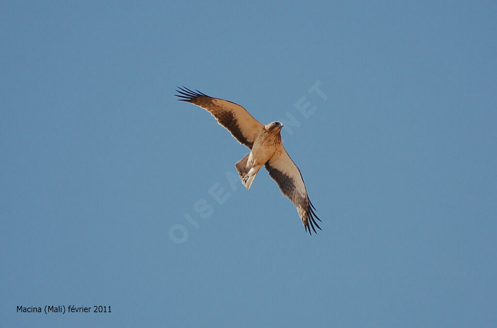 Booted Eagle