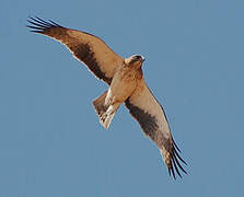 Booted Eagle