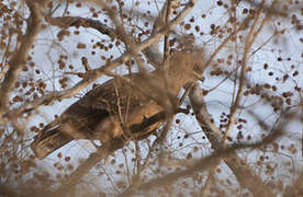 Wahlberg's Eagle