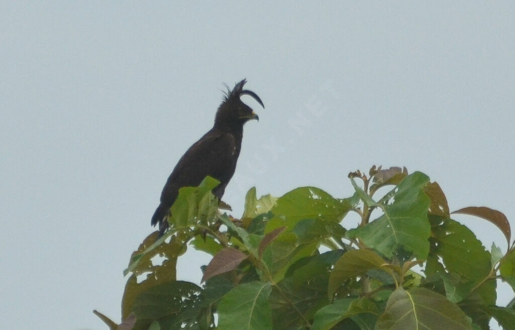 Long-crested Eagleadult