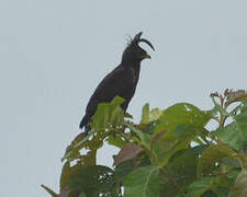 Long-crested Eagle