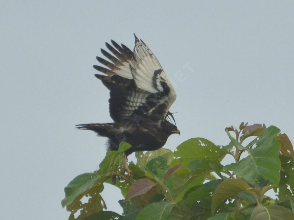 Aigle huppardadulte