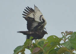 Long-crested Eagle