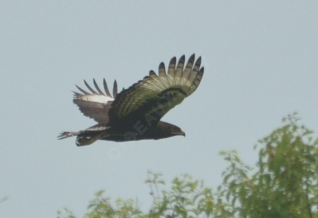 Long-crested Eagle