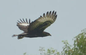 Long-crested Eagle