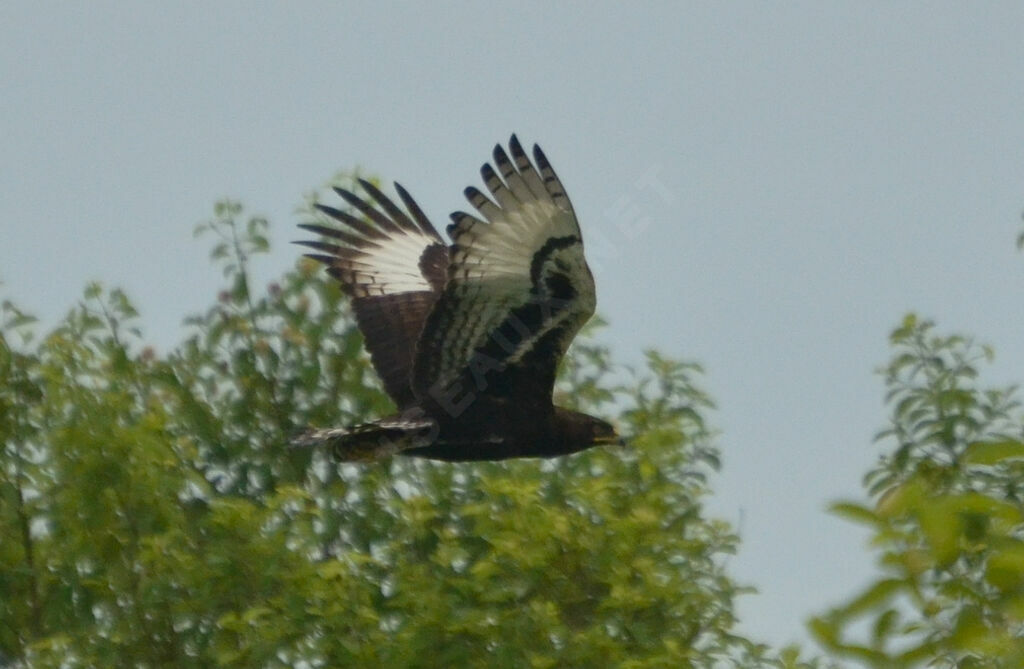 Aigle huppardadulte