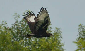 Long-crested Eagle