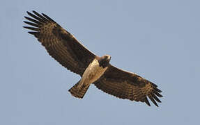 Martial Eagle