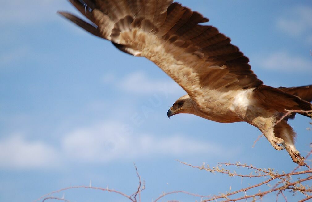 Aigle ravisseuradulte, identification