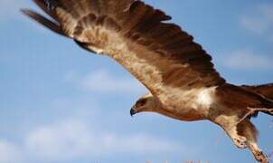 Tawny Eagle