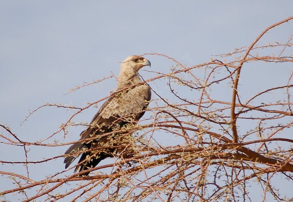 Aigle ravisseuradulte, identification