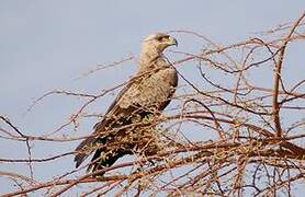 Tawny Eagle