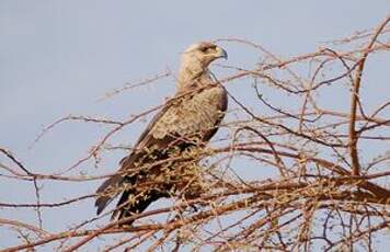 Aigle ravisseur