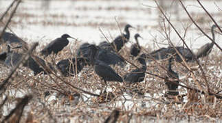 Black Heron