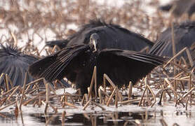 Black Heron