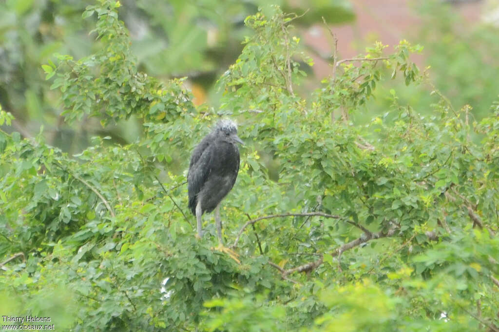 Black HeronPoussin, identification