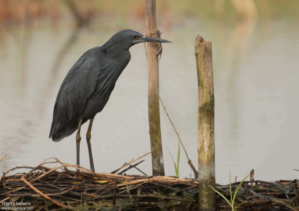 Black Heronadult, identification