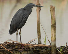 Aigrette ardoisée