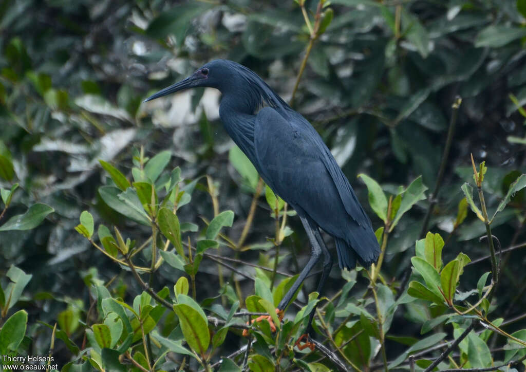 Black Heronadult, identification